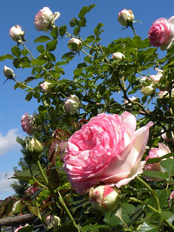 Entre Cour Et Jardin Hotel Chalons en Champagne Luaran gambar